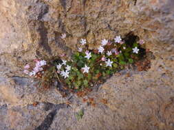 Image of Crassula dentata Thunb.