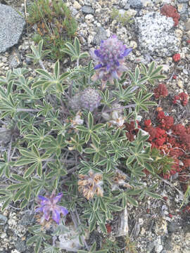 Image of desert lupine