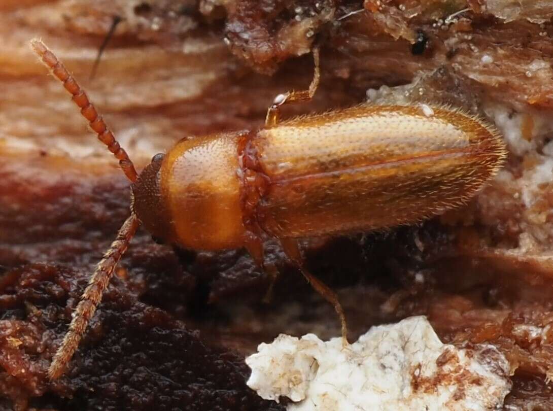 Xylophilus testaceus (Herbst 1806)的圖片