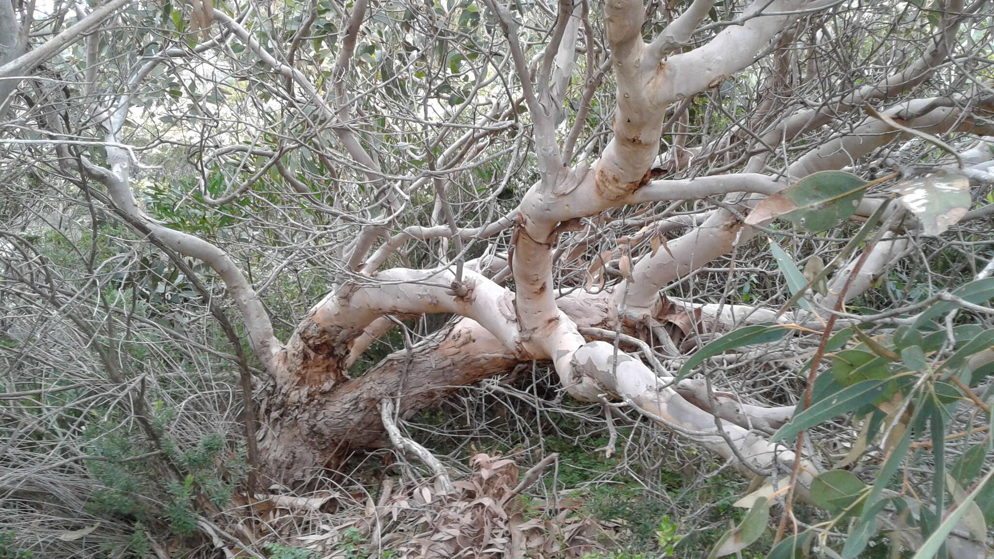 صورة Eucalyptus cosmophylla F. Müll.