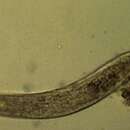 Image of Spirostomum teres