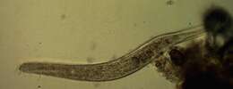 Image de Spirostomum teres