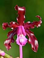 Image of laelia