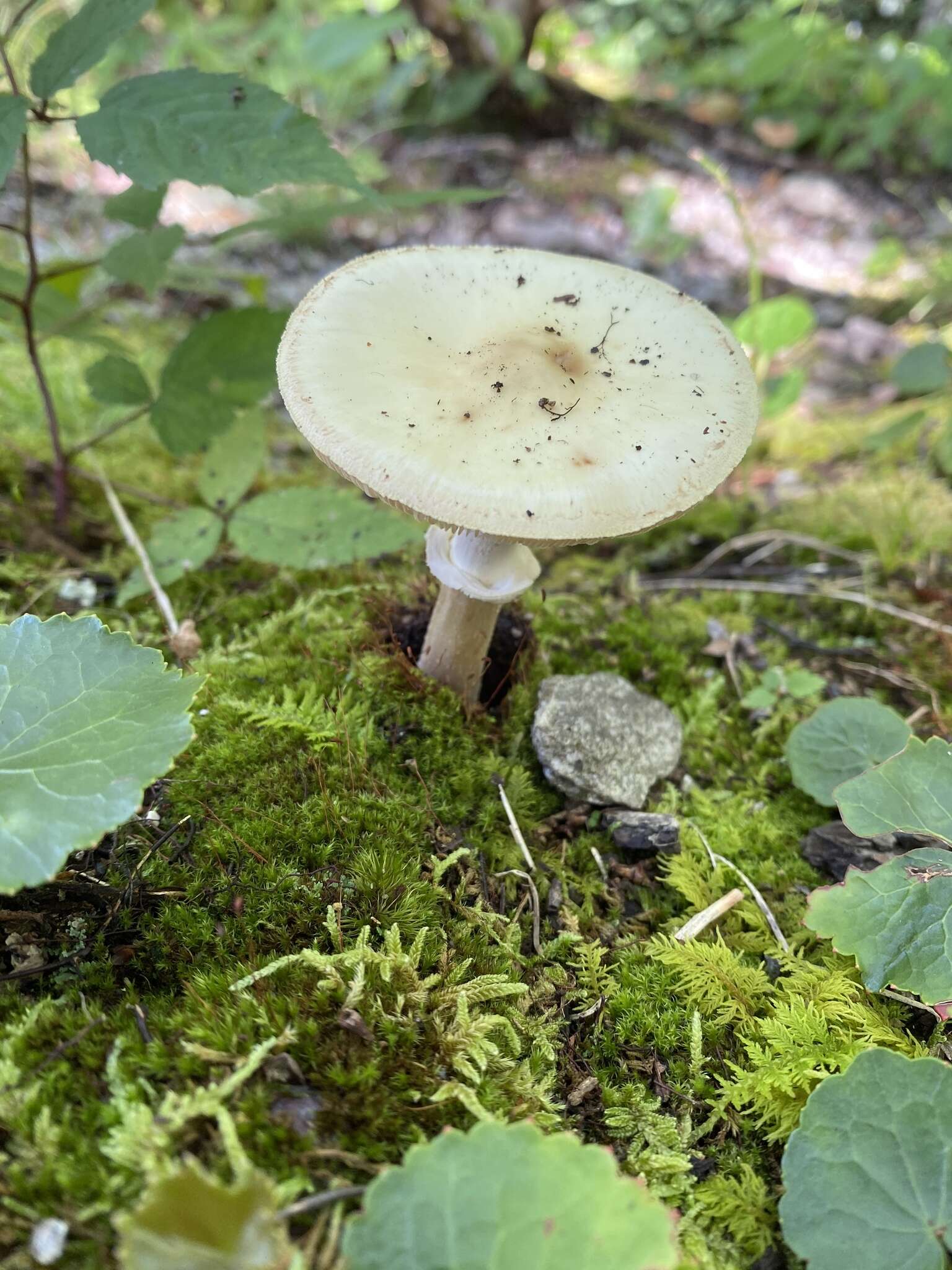 Image of Coker's Lavender Staining Amanita