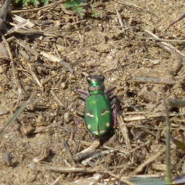 Image of Cowpath tiger beetle