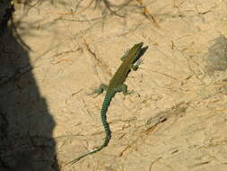 Image of Sharp-snouted Rock Lizard