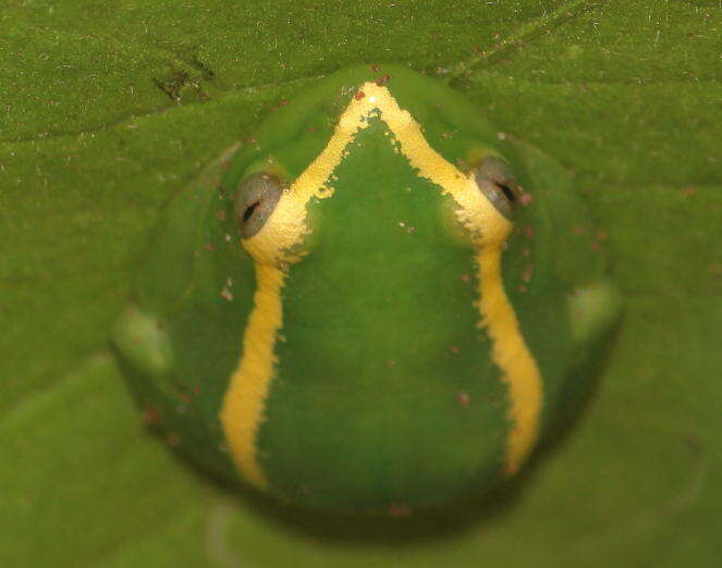 Image of Yellow-striped Reed Frog