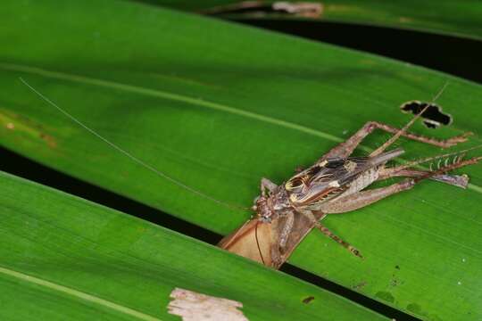 Image of Cardiodactylus admirabilis Tan, M. K. & Robillard 2014