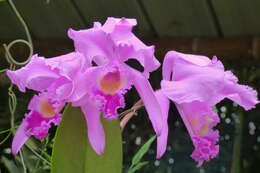 Imagem de Cattleya trianae Linden & Rchb. fil.