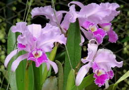 Imagem de Cattleya trianae Linden & Rchb. fil.