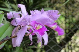 Imagem de Cattleya trianae Linden & Rchb. fil.