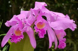 Imagem de Cattleya trianae Linden & Rchb. fil.