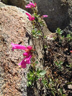 Слика од Penstemon newberryi Gray