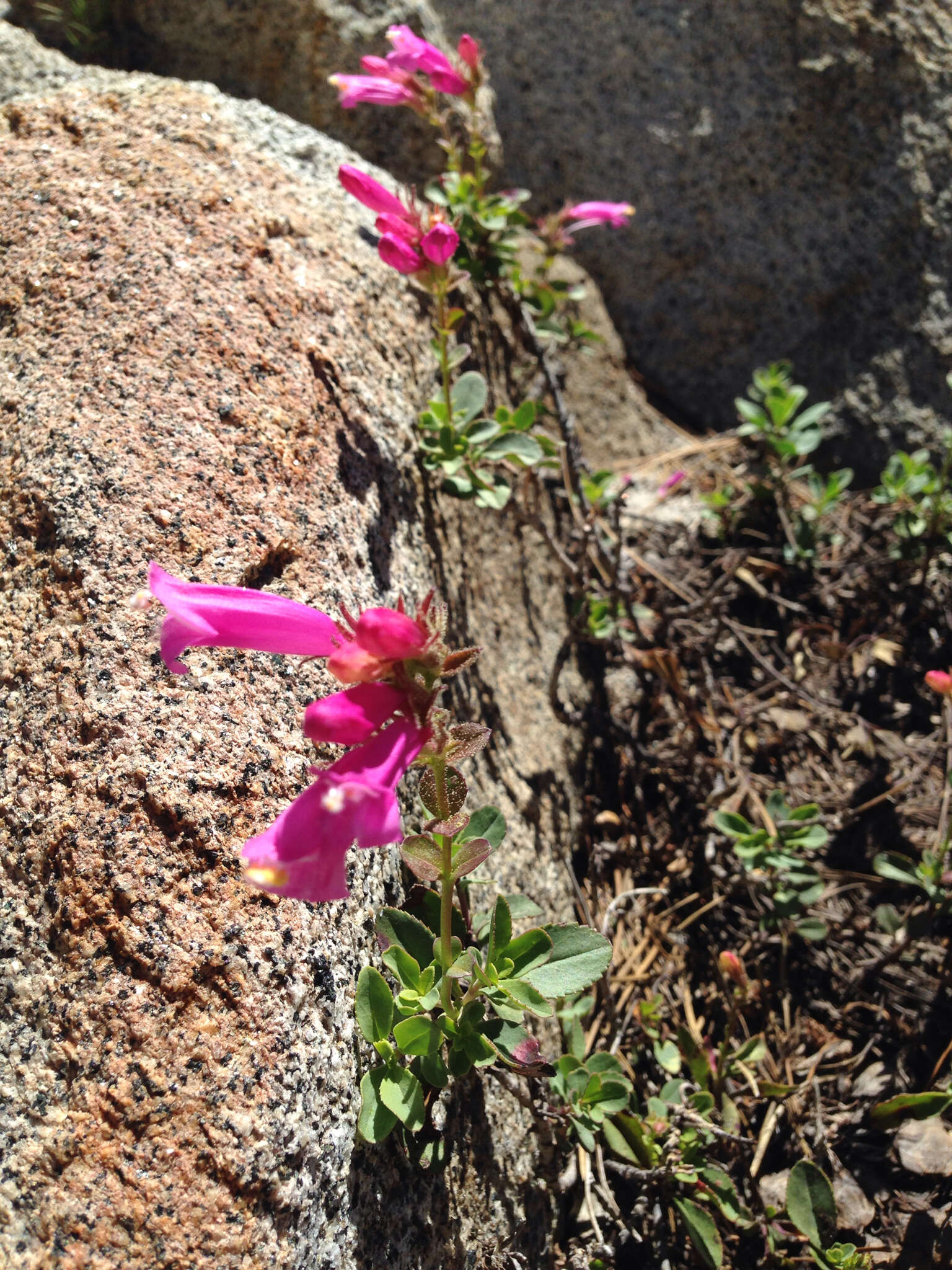 Слика од Penstemon newberryi Gray