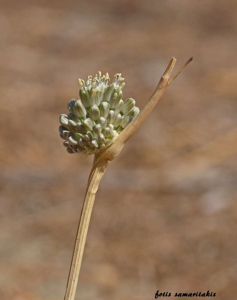 Image of Allium chamaespathum Boiss.