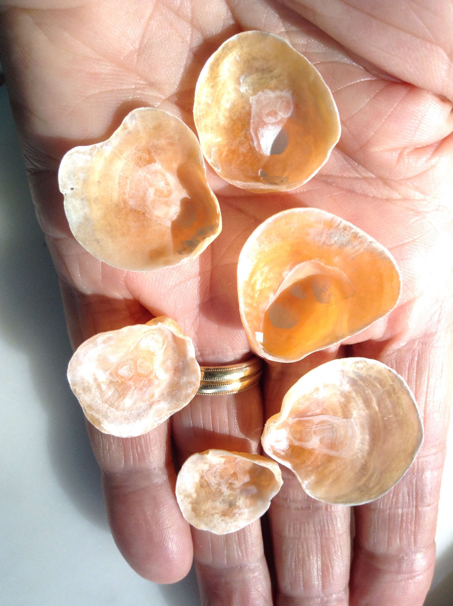 Image of jingle shells