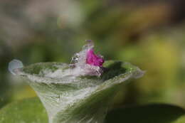 Image of Tradescantia sillamontana Matuda