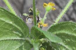 Image of Trigonospermum annuum Mc Vaugh & Laskowski