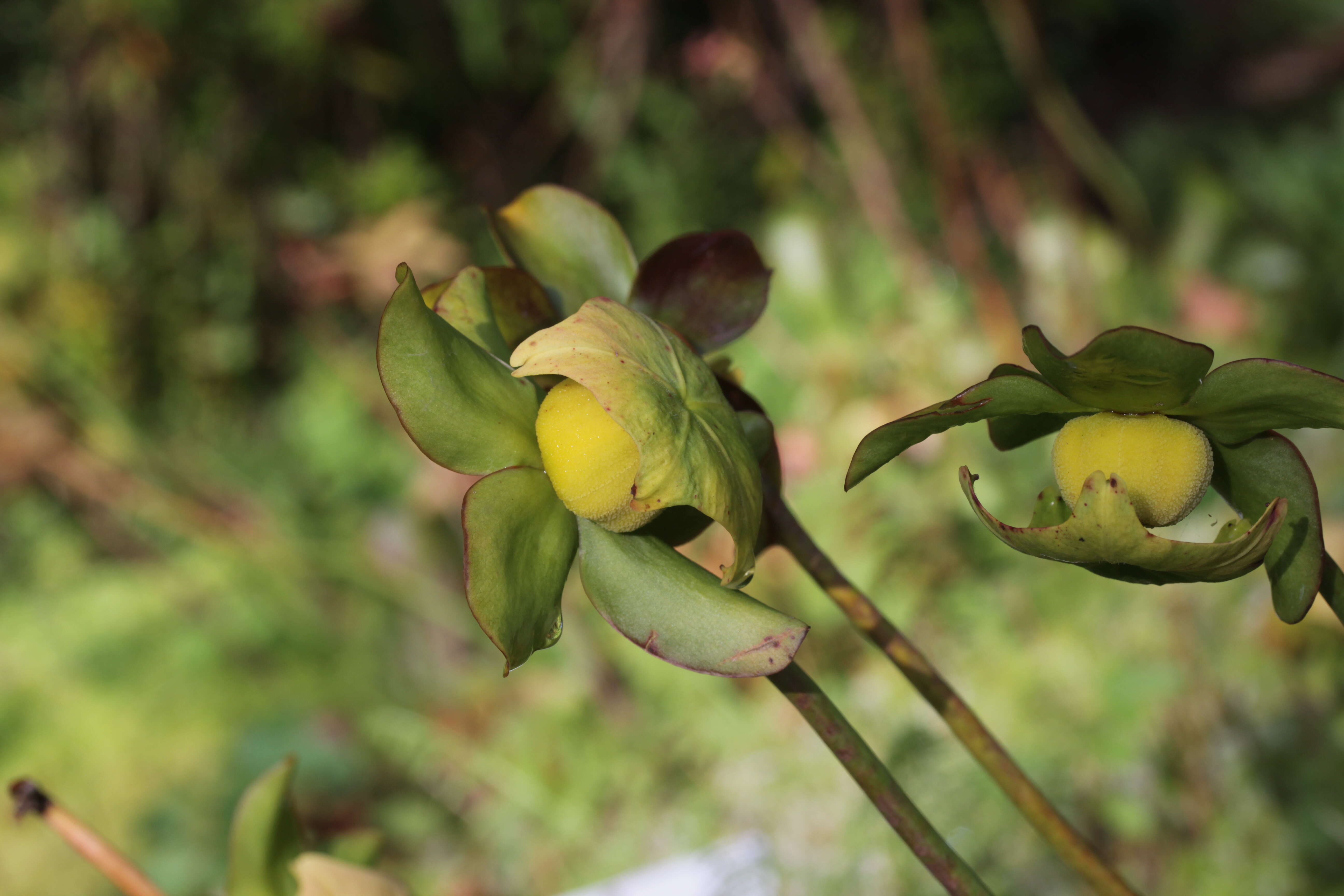 Image of purple pitcherplant