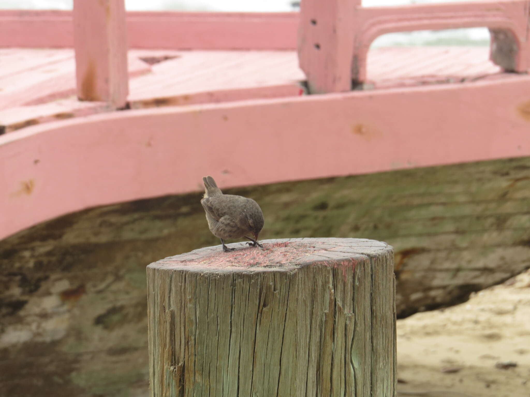 Image of Small Ground Finch