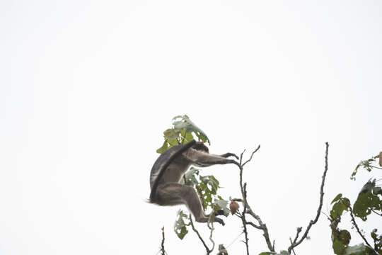 Image of Ashy Red Colobus