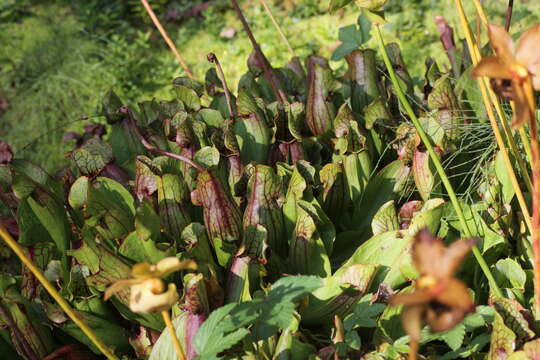 Image of purple pitcherplant