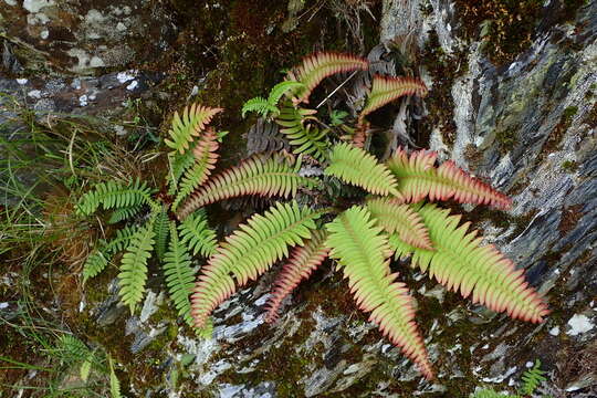 Image of Struthiopteris hancockii (Hance) Tag.