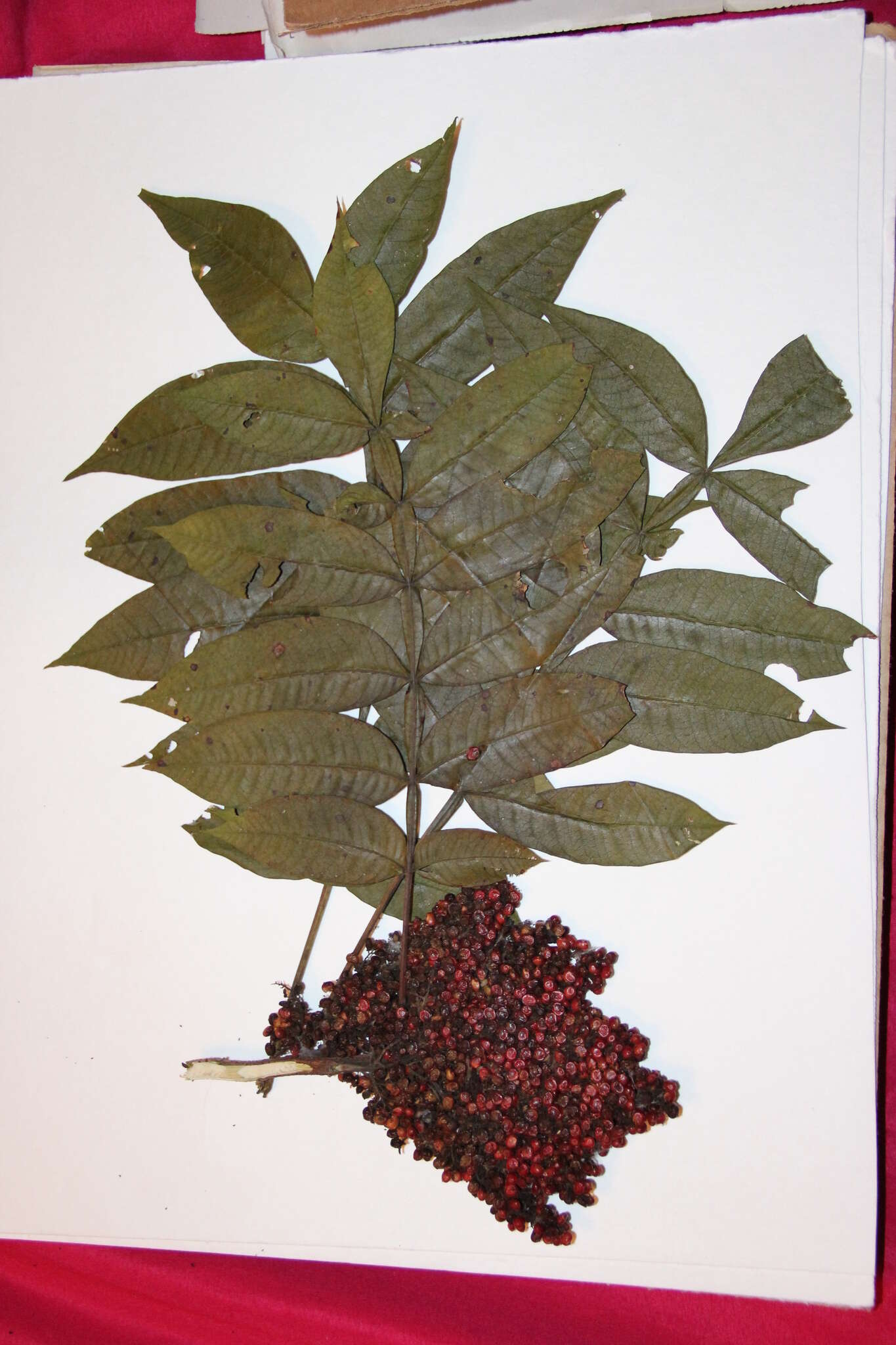 Rhus copallina L. resmi