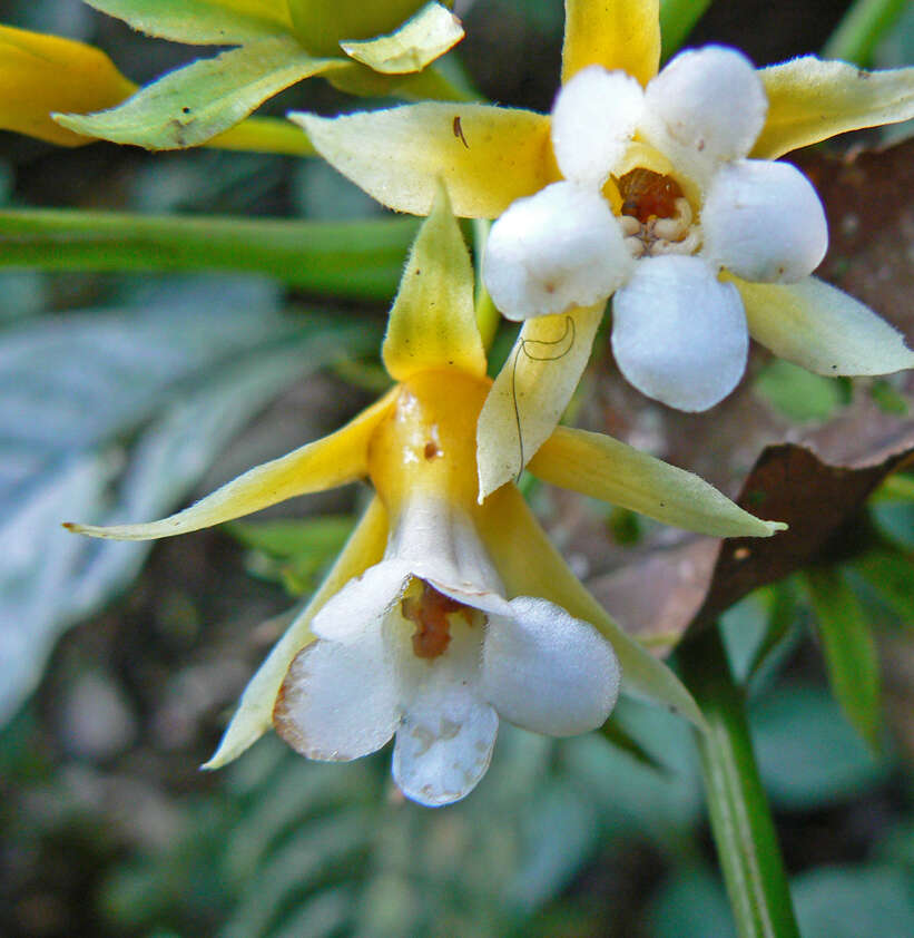 Image of Besleria melancholica (Vell.) C. V. Morton