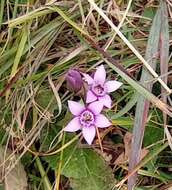 Imagem de Gentianella anisodonta (Borbás) A. & D. Löve