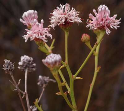 Image of Serruria williamsii J. P. Rourke