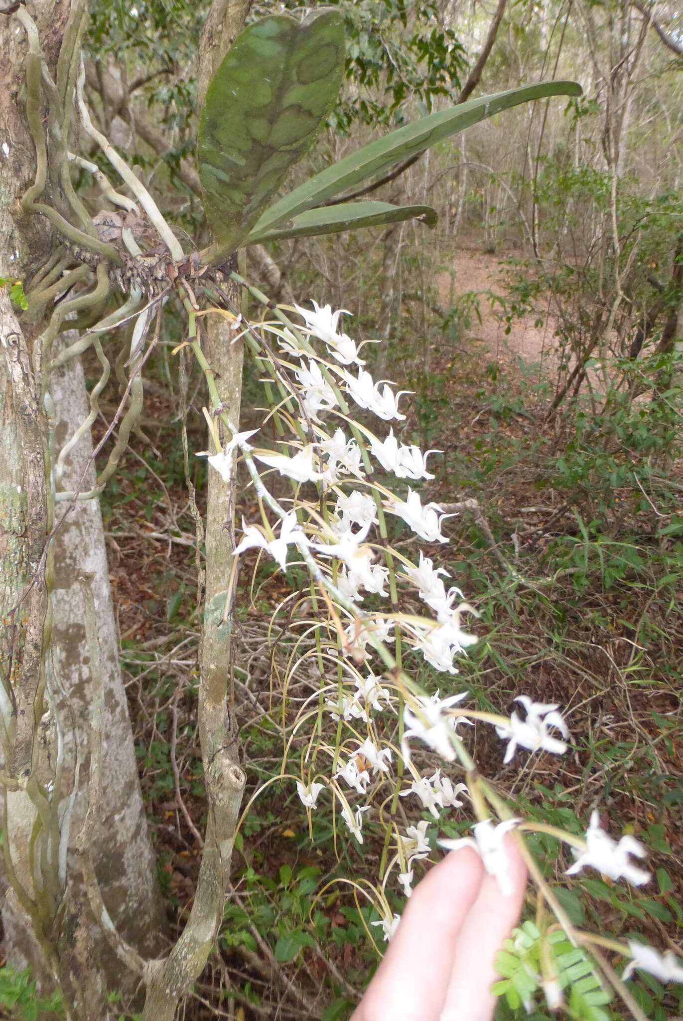 Image of Aerangis decaryana H. Perrier