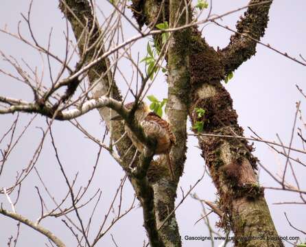 Image of Barred Puffbird