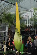 Amorphophallus titanum (Becc.) Becc. resmi