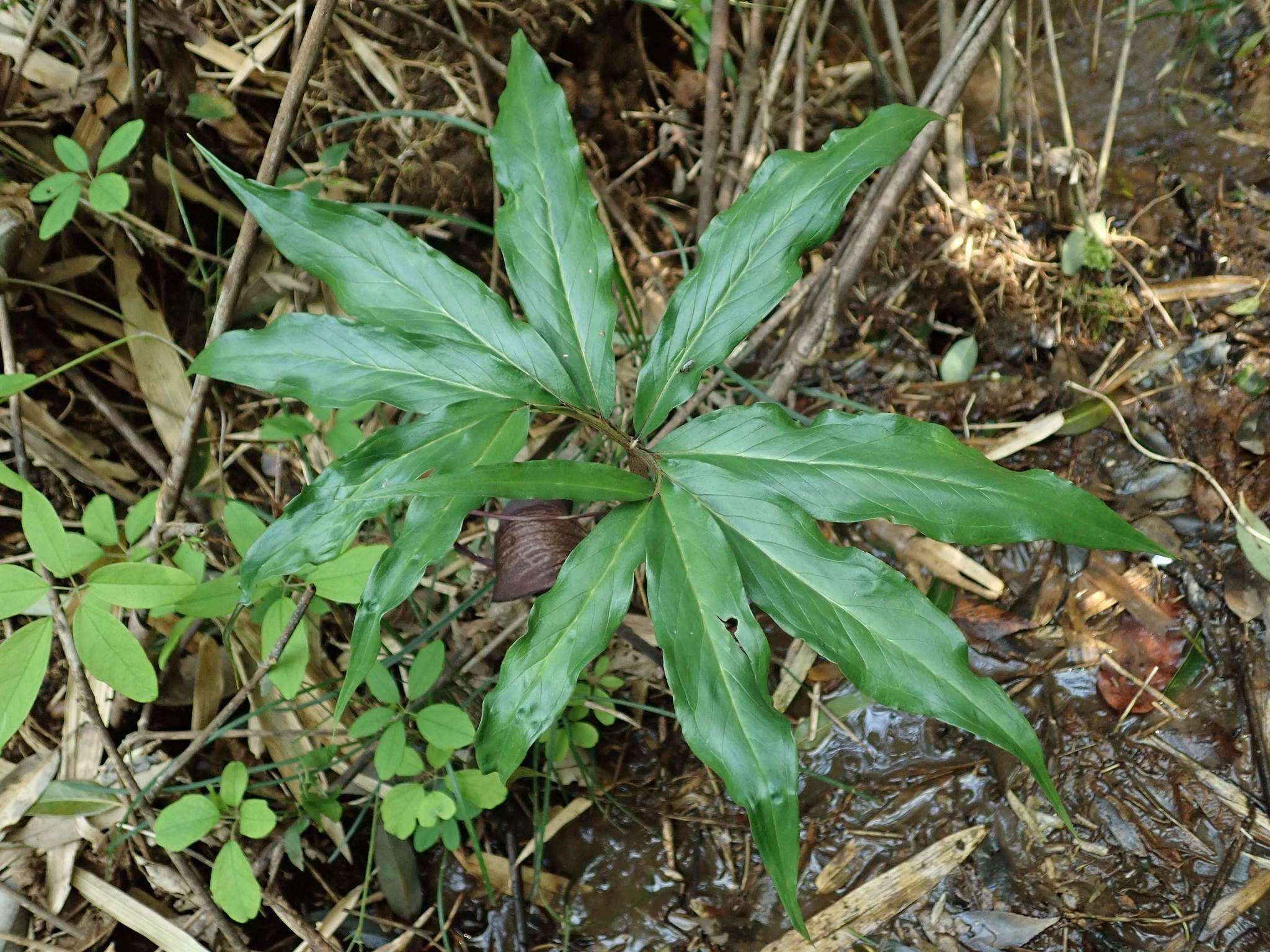 Image of Arisaema thunbergii subsp. urashima (H. Hara) H. Ohashi & J. Murata