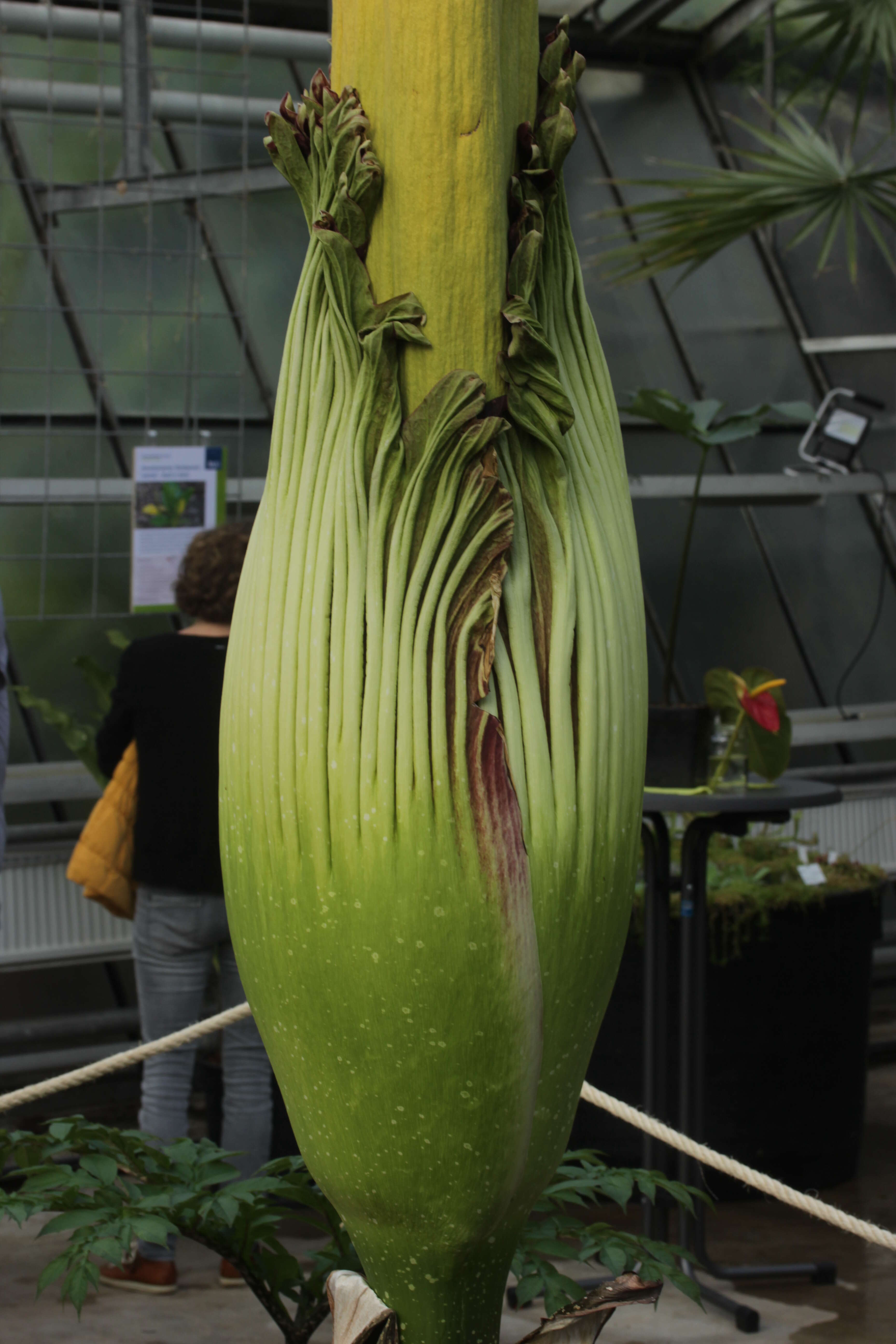 Amorphophallus titanum (Becc.) Becc. resmi