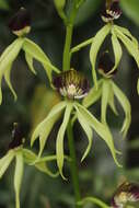 Слика од Prosthechea cochleata (L.) W. E. Higgins