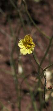 Image of Reyesia parviflora (Phil.) A. T. Hunziker