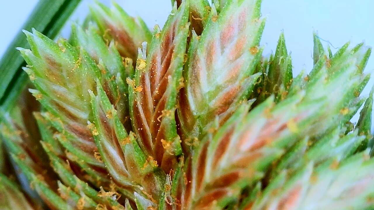 Imagem de Cyperus reflexus Vahl