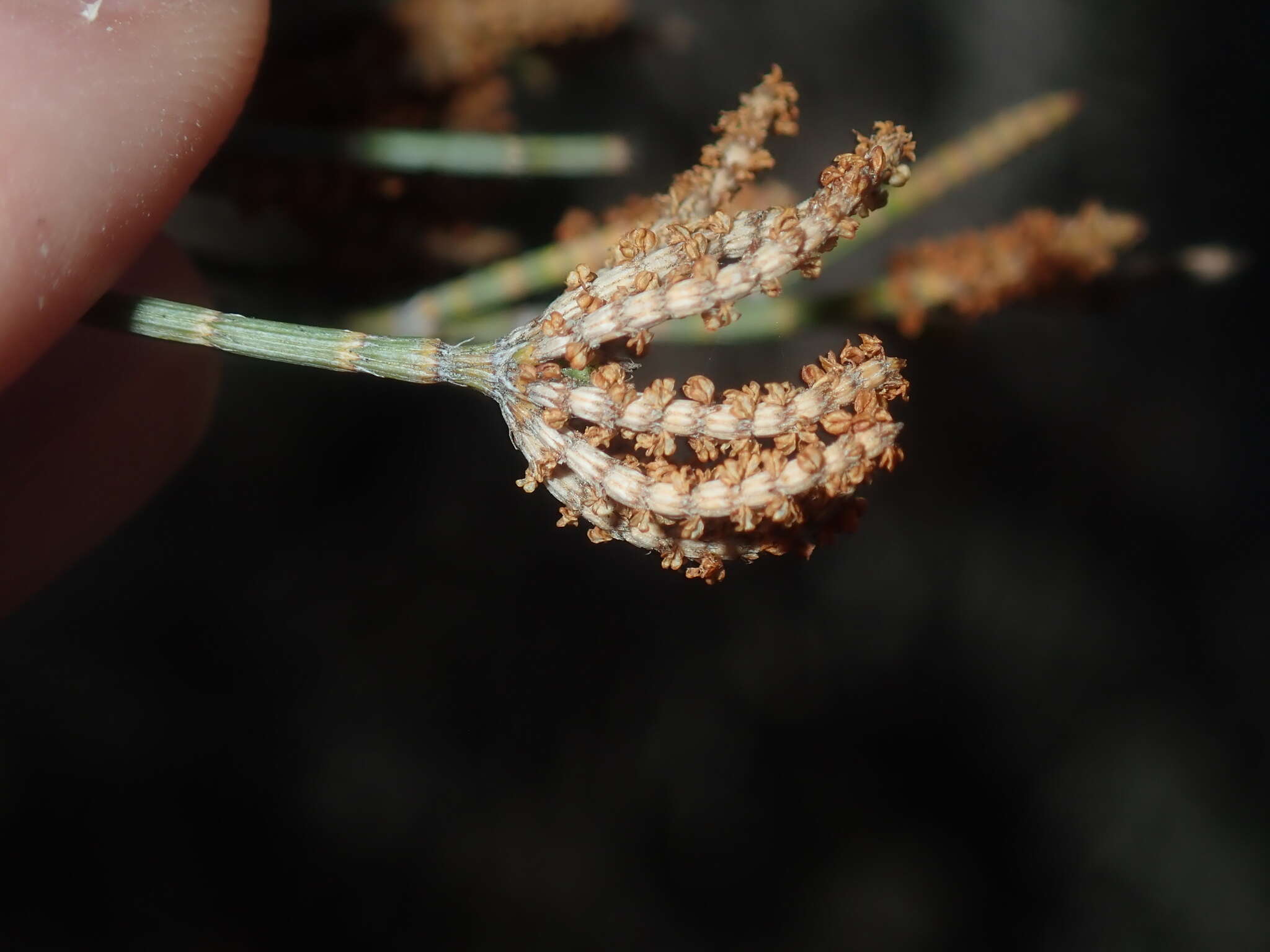 Image of Allocasuarina campestris (Diels) L. Johnson