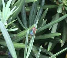 Image of Pimpla marginella Brulle 1846