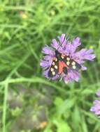 Image of Zygaena angelicae Ochsenheimer 1808