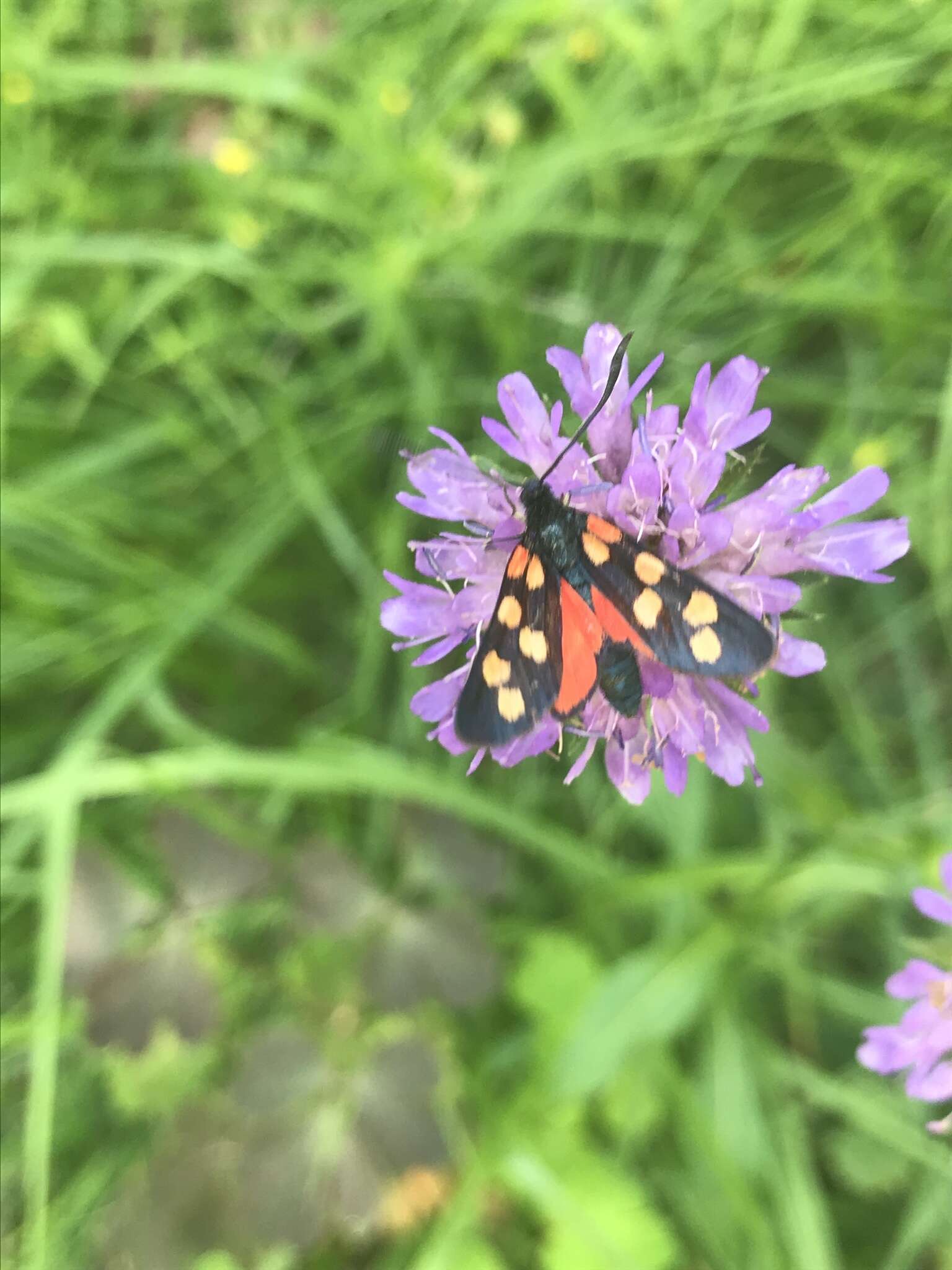 Image of Zygaena angelicae Ochsenheimer 1808