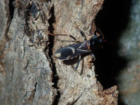 Image of Ectomocoris decoratus (Stål 1863)