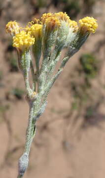 Image of Senecio pauciflosculosus C. Jeffrey