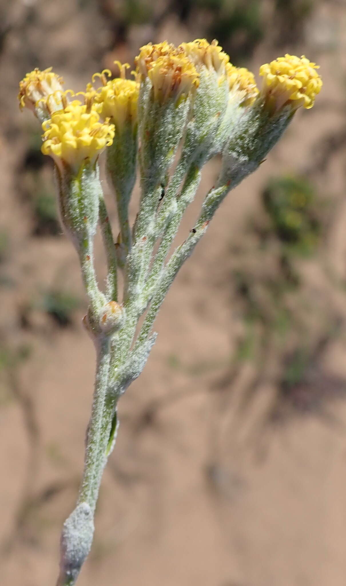 Plancia ëd Senecio pauciflosculosus C. Jeffrey