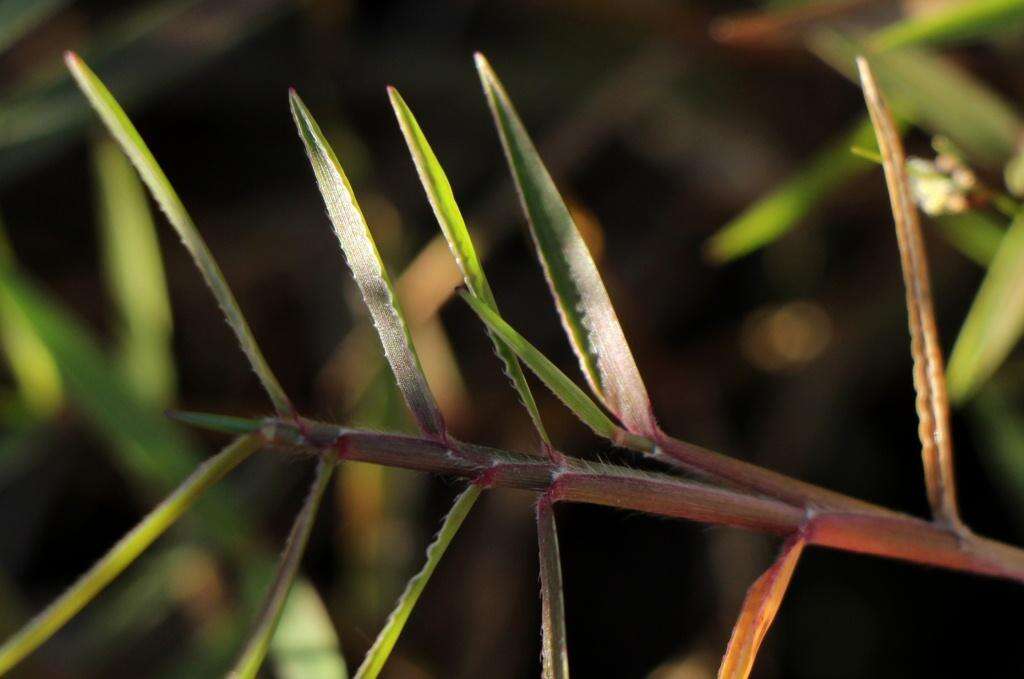 Image of Urochloa serrata