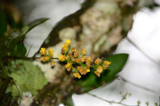 Image of mule-ear orchid