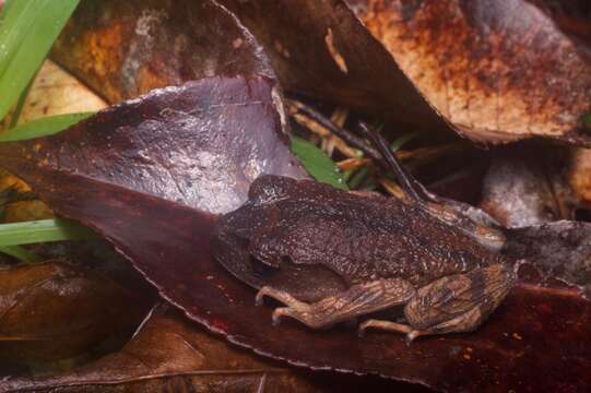 صورة Leptobrachium montanum Fischer 1885