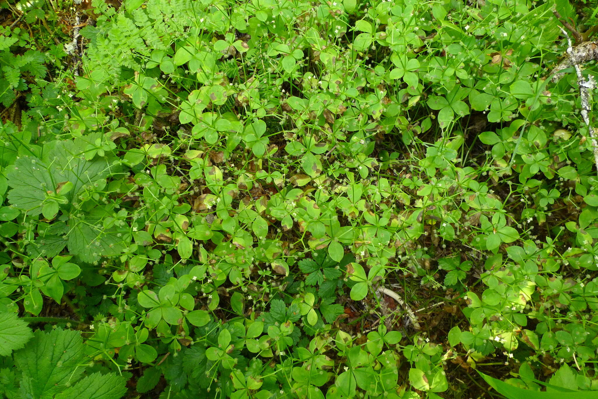 Plancia ëd Galium kamtschaticum Steller ex Schult. & Schult. fil.